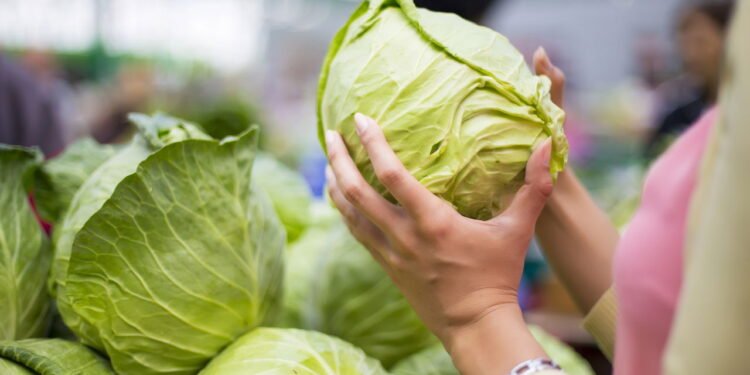 Cabeça de repolho - Créditos: depositphotos.com / boggy22