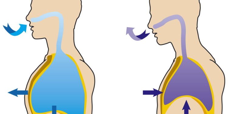 Sua saúde respiratória irá melhorar drasticamente se você ingerir estas ervas corretamente