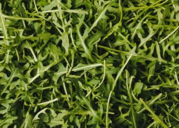 Passo a passo para cultivar rúcula em casa com sucesso