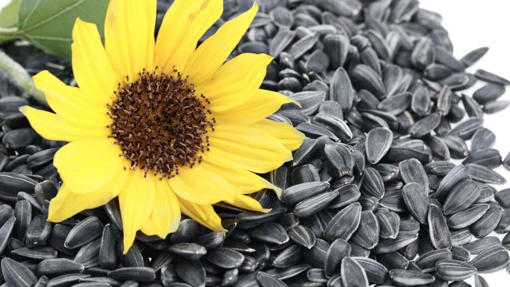 Esses são os melhores alimentos que fortalecem a imunidade