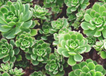 O que significa pessoas que gostam de cactos e suculentas?