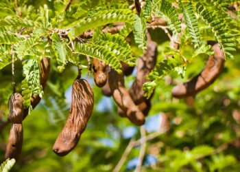Benefícios surpreendentes do tamarindo que sua saúde precisa