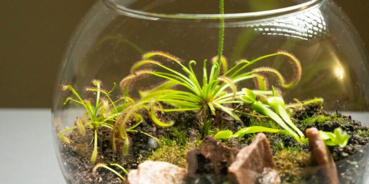 Como plantar e cuidar de um Terrário em casa?