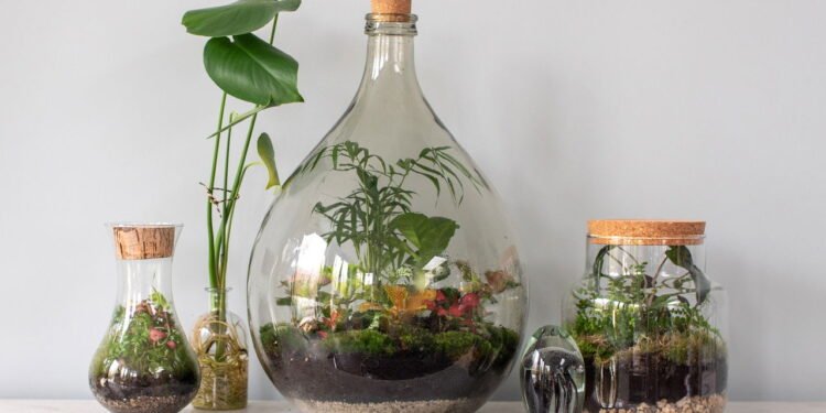 Como plantar e cuidar de um Terrário em casa?