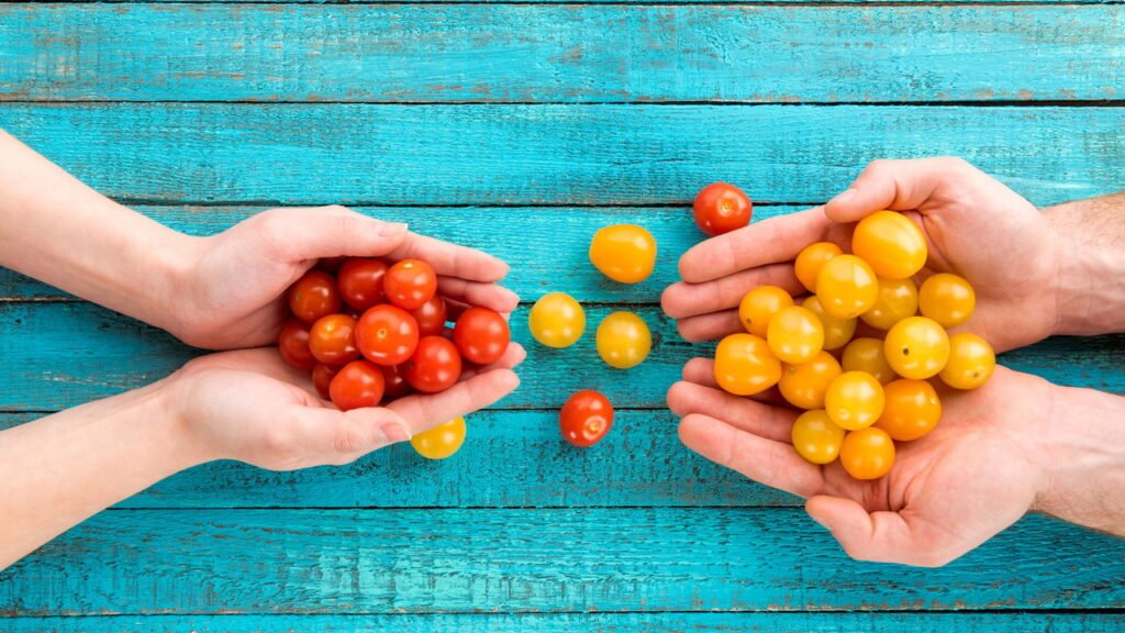 Como plantar tomate cereja em casa?