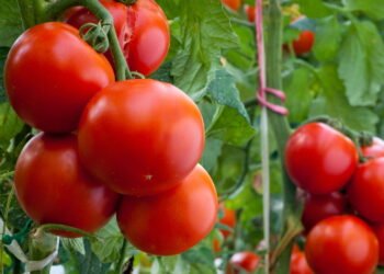 Aprenda a plantar tomates em vasos com esse guia para iniciantes
