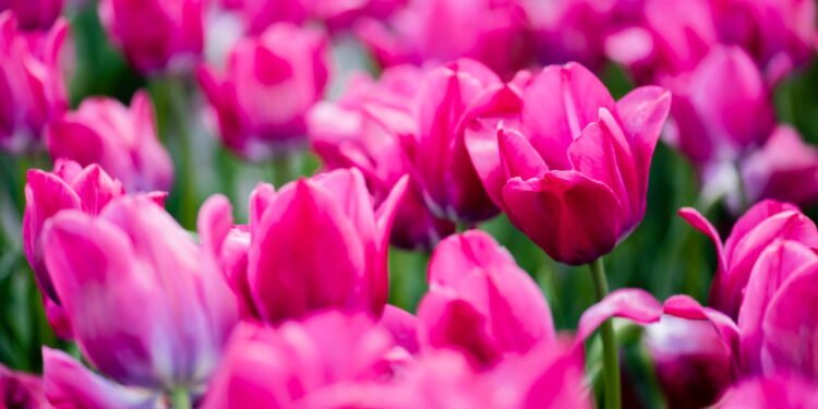 Tulipas - Créditos: depositphotos.com / VitalikRadko