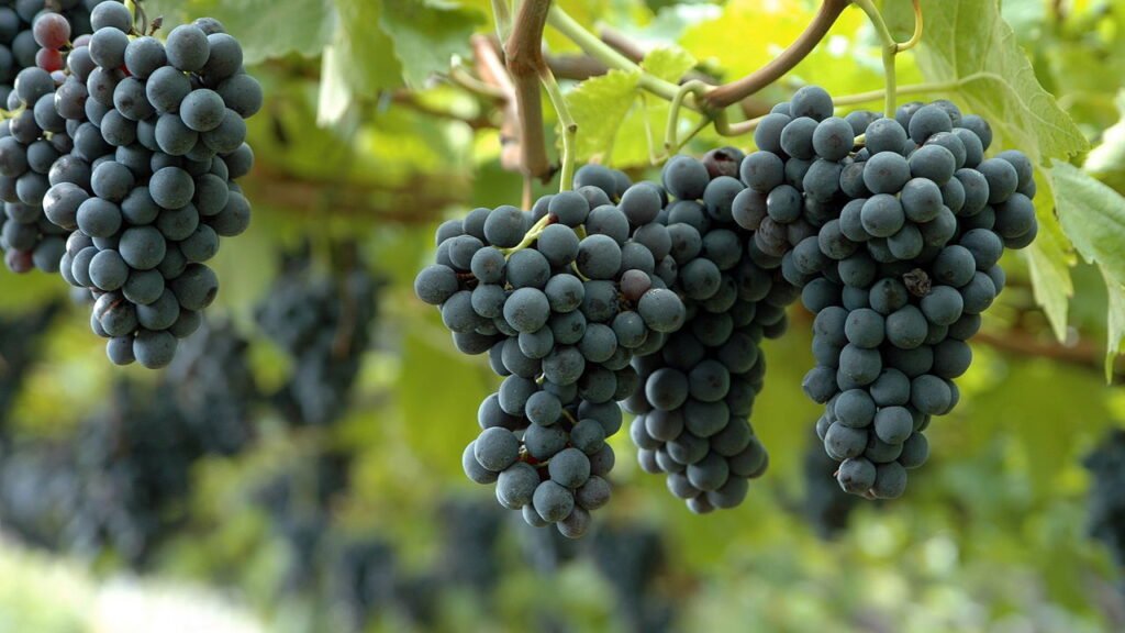 Aprenda a cultivar uvas em vasos e ter cachos abundantes o ano todo