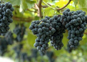 Aprenda a cultivar uvas em vasos e ter cachos abundantes o ano todo