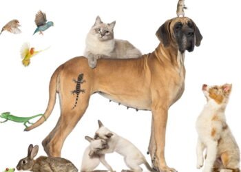 Direitos dos Animais: Uma Compreensão Essencial