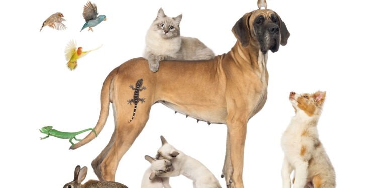 Direitos dos Animais: Uma Compreensão Essencial