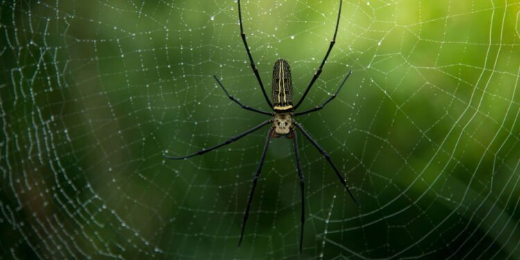 Aranhas Venenosas do Brasil