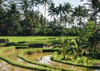 Conheça a cidade onde postes de luz são feitos de bambu