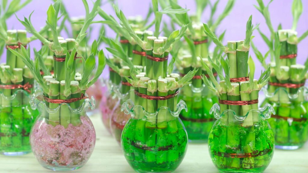 A planta poderosa que garante sucesso e prosperidade em casa