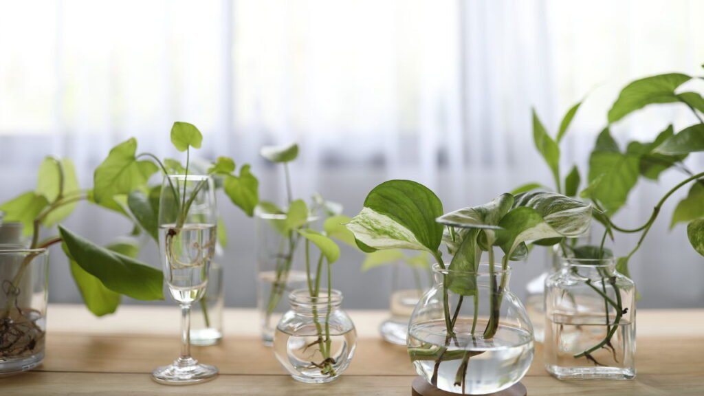 Como criar um jardim aquático em casa? Veja 8 plantas que crescem na água