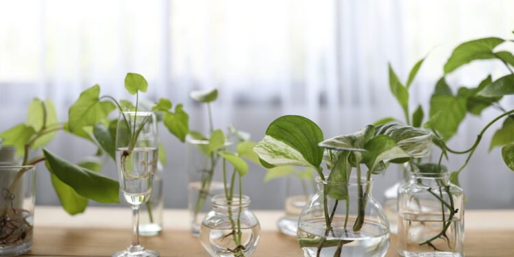 Como criar um jardim aquático em casa? Veja 8 plantas que crescem na água