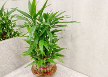 A planta poderosa que garante sucesso e prosperidade em casa