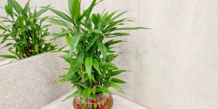 A planta poderosa que garante sucesso e prosperidade em casa