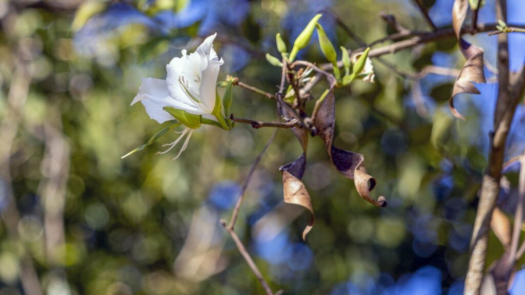 A planta que ajuda a controlar diabetes e pode ser cultivada em casa
