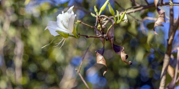 A planta que ajuda a controlar diabetes e pode ser cultivada em casa