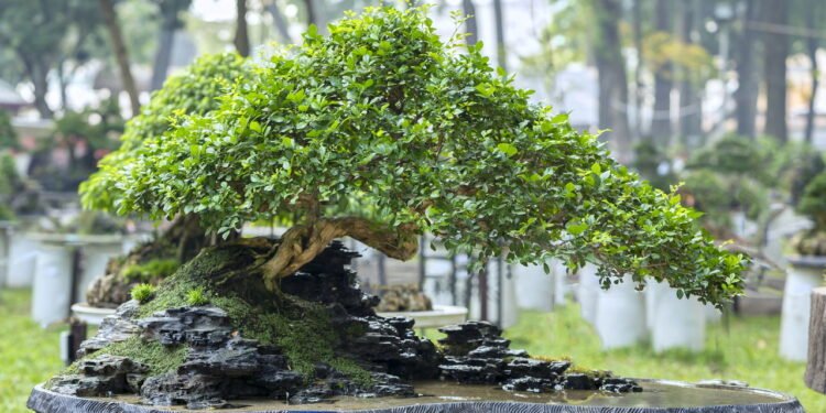Primeiros Passos no Cultivo de Bonsai