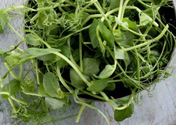 7 tipos de brotos comestíveis que você pode plantar agora