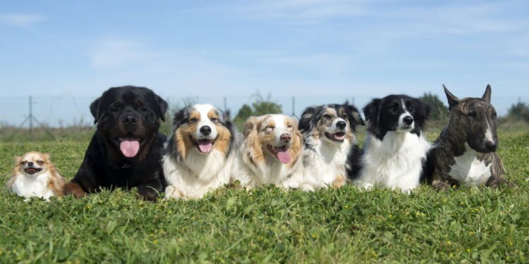 Quais são as raças de cachorro mais inteligentes do mundo? Veja lista