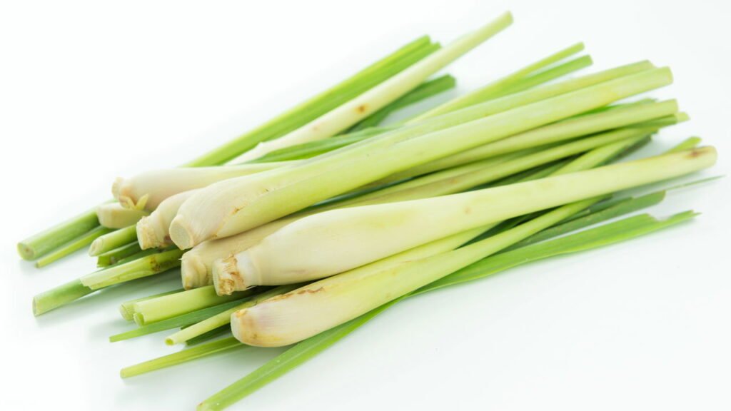 Ervas medicinais que você pode cultivar em vasos