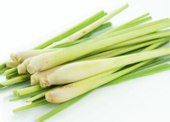 Aprenda a plantar capim-limão e tenha um repelente natural em casa