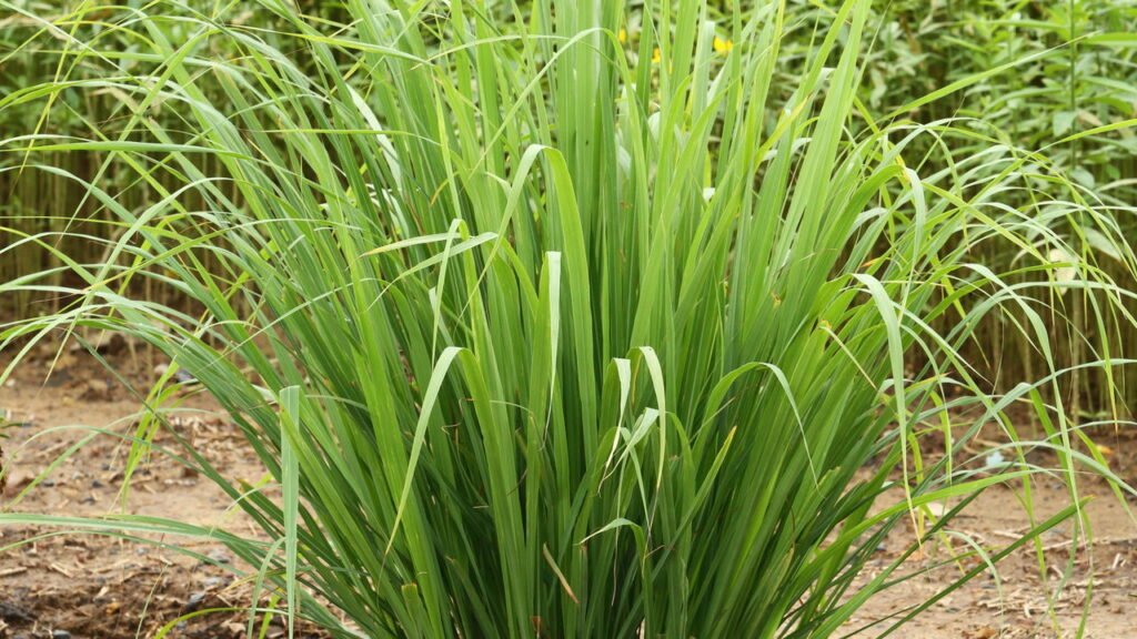 Aprenda a plantar capim-limão e tenha um repelente natural em casa