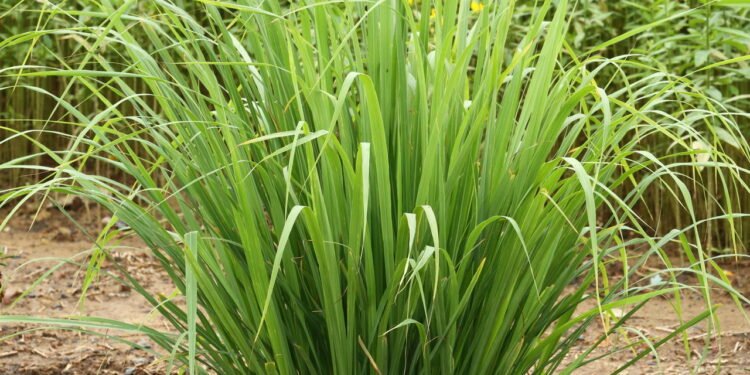 Aprenda a plantar capim-limão e tenha um repelente natural em casa