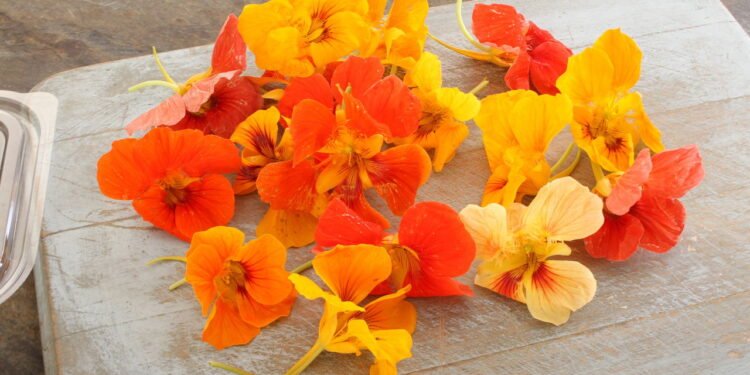 Aprenda a plantar capuchinha e tenha flores comestíveis e coloridas em casa