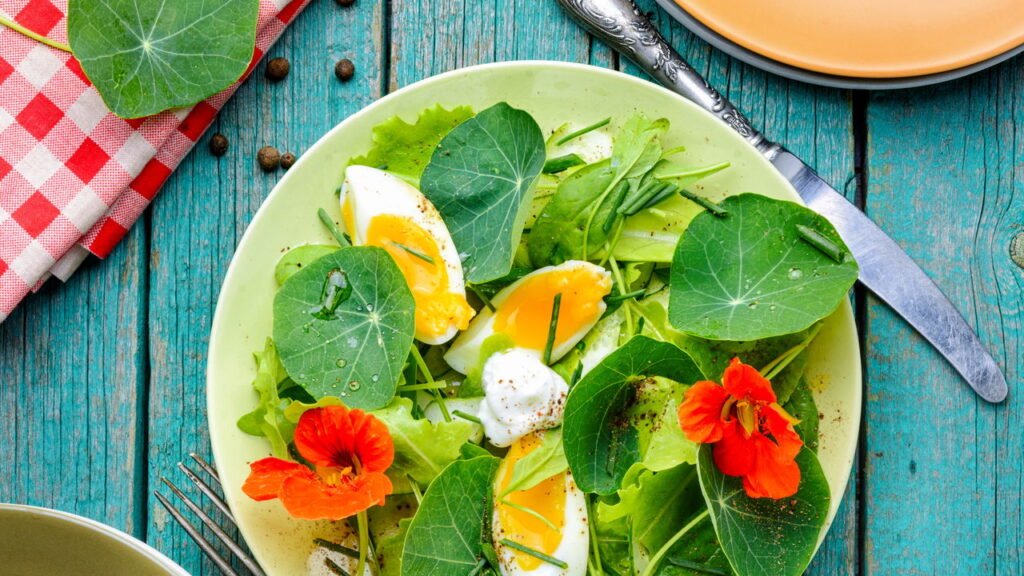 Aprenda a plantar capuchinha e tenha flores comestíveis e coloridas em casa