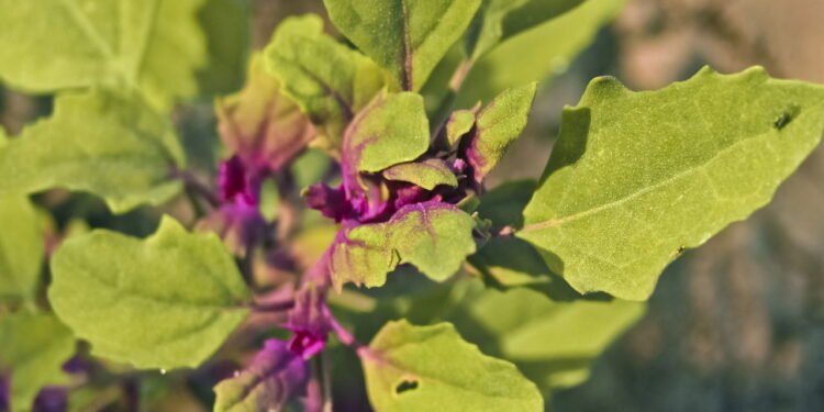 Como preparar o chá de Mastruz e quais seus benefícios?
