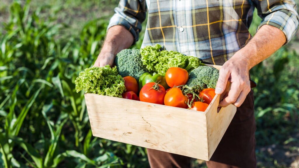 Como Começar a Cultivar Couve