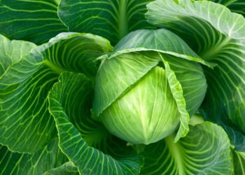 Como Começar a Cultivar Couve