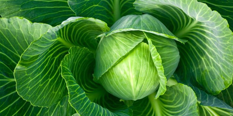 Como Começar a Cultivar Couve