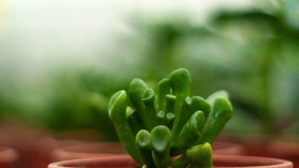 A planta poderosa que atrai prosperidade e saúde para sua casa