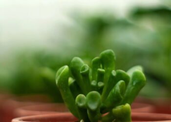 A planta poderosa que atrai prosperidade e saúde para sua casa