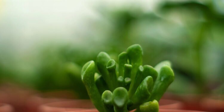 A planta poderosa que atrai prosperidade e saúde para sua casa