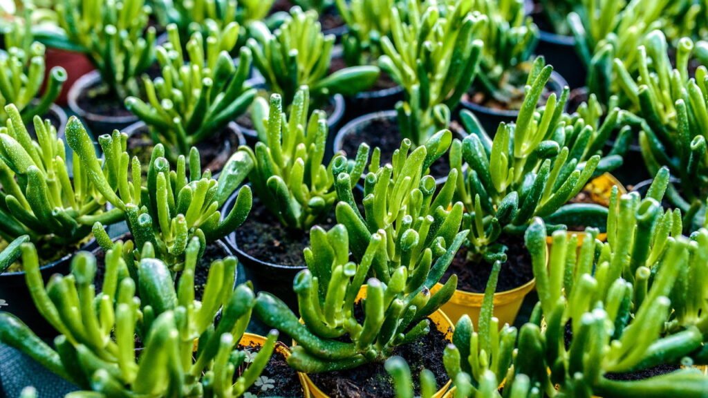 A planta poderosa que atrai prosperidade e saúde para sua casa