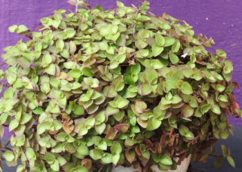 Como plantar dólar? Conheça a planta da prosperidade e dinheiro