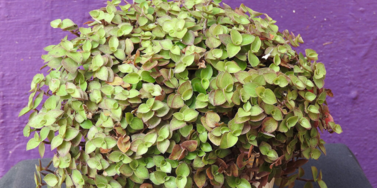 Como plantar dólar? Conheça a planta da prosperidade e dinheiro