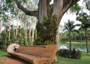 Aprenda a como plantar e cuidar do raro “pau-brasil”
