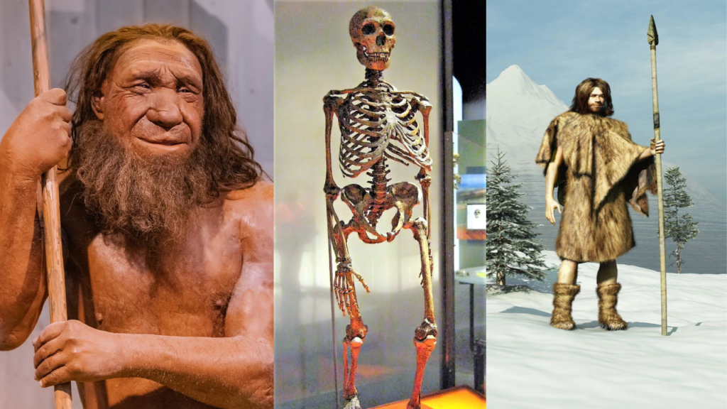 Por que os neandertais eram tão fortes? Descubra os segredo