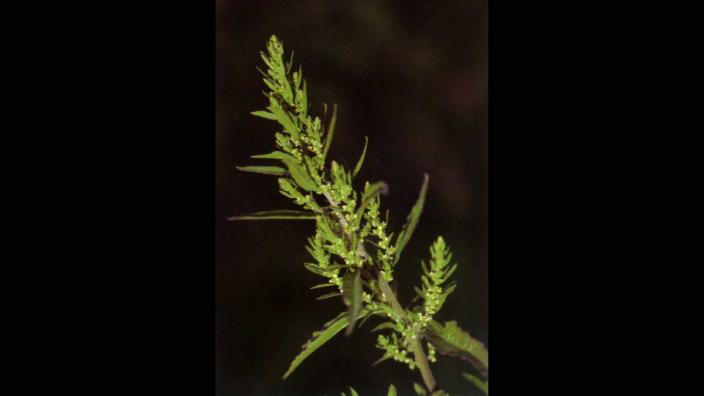 Como preparar o chá de Mastruz e quais seus benefícios?