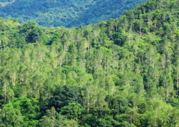 "O Papel Essencial das Florestas" "O Papel Essencial das Florestas"