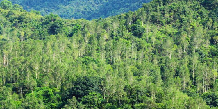 "O Papel Essencial das Florestas" "O Papel Essencial das Florestas"