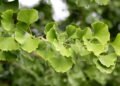Ginkgo biloba faz bem para memória e circulação veja como cultivar
