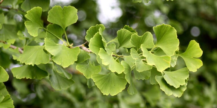 Ginkgo biloba faz bem para memória e circulação veja como cultivar